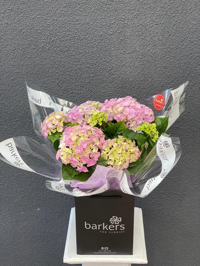 30ab66be-af14-412f-bb82-8f032823793c