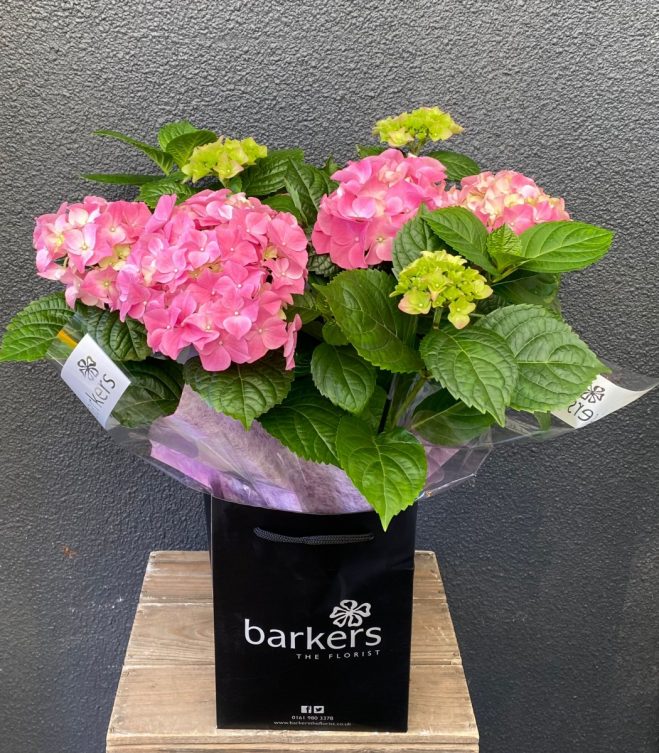 2E120E84-5B89-4060-8B77-17D357DC4FCD