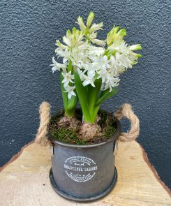Beautiful garden hyacinths planter