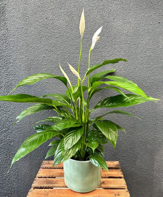 Barkers the Florists Timperley Altrincham & Hale — Timperley Florist