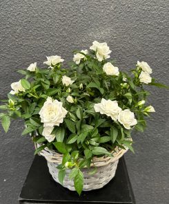 Rose plant in a wicker basket