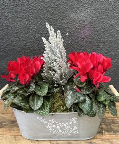 Duo red cyclamen tin