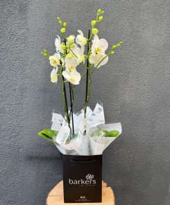 White Phalaenopsis Orchid