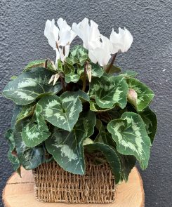 White cyclamen in woven basket