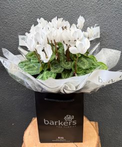 large white Cyclamen plant