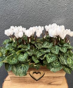 white cyclamen in heart trough