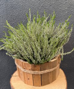 white heather in wooden trough