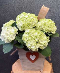white hydrangea in wooden planter