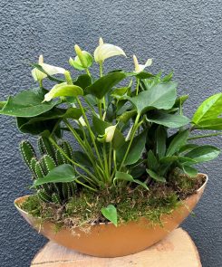 indoor tropical planter