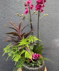 Raspberry indoor planter