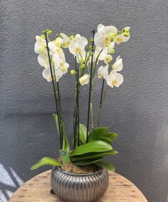 white orchid ceramic planter