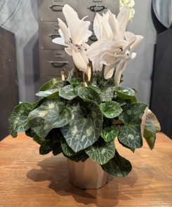 XL White Cyclamen in silver container