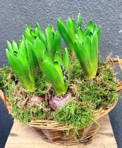 10 Hyacinths in wicker basket
