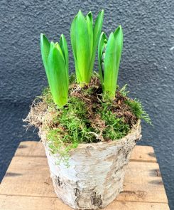 3 hyacinths in bark pot