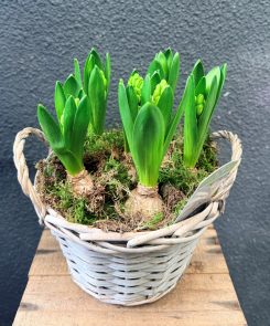 8 Hyacinths in wicker basket