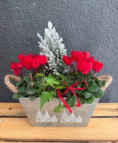 Red Cyclamen snowy tin planter