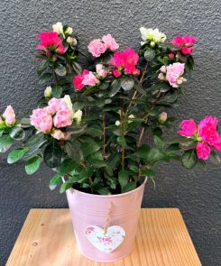Azalea in pink tin