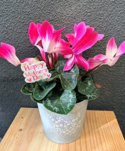 cyclamen in zinc tin