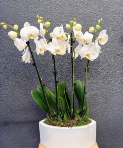 4 stem orchid in eye shaped container