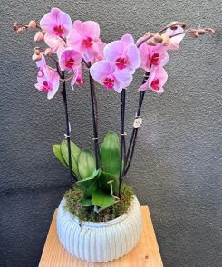 Pink Orchids in ceramic container