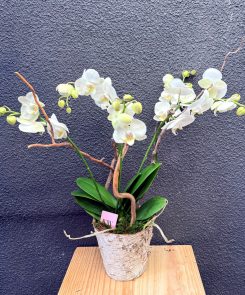 5 stem orchid in bark pot