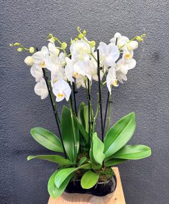 6 stem orchid in ceramic container