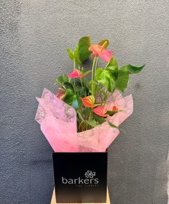 Extra Large Anthurium Plant