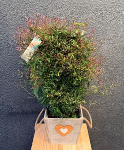 Extra large Jasmine plant