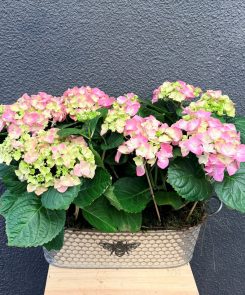 Pink Hydrangea Bee Planter
