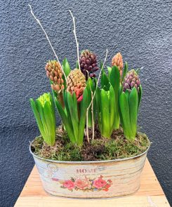 Mixed Hyacinth Planter