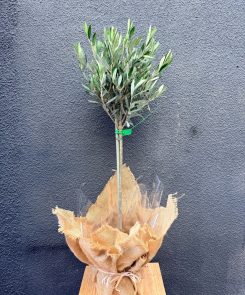 90cm Olive Tree
