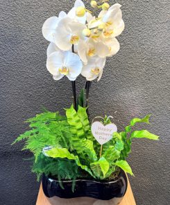 White Orchid planted arrangement