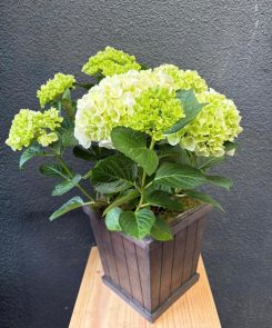 Hydrangea in wooden trough