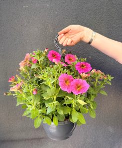 Pink Petunia hanging basket