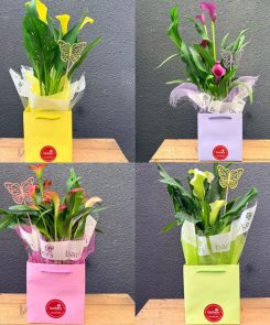 Calla Plant