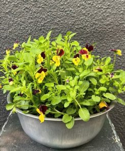 winter viola zinc planter