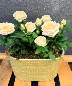 cream rose in wicker planter