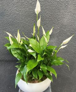 large Peace lily in white ceramic bowl