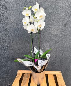 Orchid in geometric pot