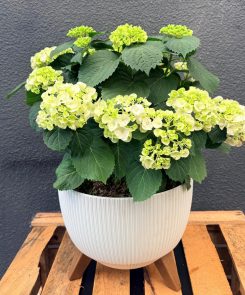 Outdoor Hydrangea planter