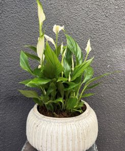 Peace lily in ribbed bowl